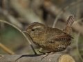 Pacific Wren