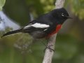 Painted Redstart
