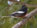 Painted Redstart