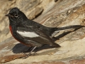 Painted Redstart