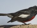 Painted Redstart