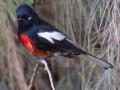 Painted Redstart