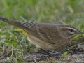 Palm Warbler