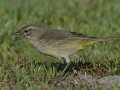 Palm Warbler