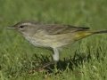 Palm Warbler