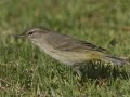 Palm Warbler