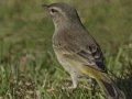 Palm Warbler
