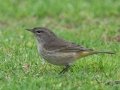 Palm Warbler
