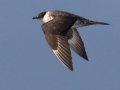 Parasitic Jaegar