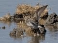 Pectoral Sandpiper Pectoral Sandpiper