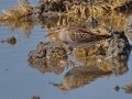 Pectoral Sandpiper Pectoral Sandpiper