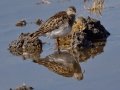 Pectoral Sandpiper Pectoral Sandpiper
