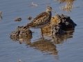 Pectoral Sandpiper Pectoral Sandpiper