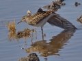 Pectoral Sandpiper Pectoral Sandpiper