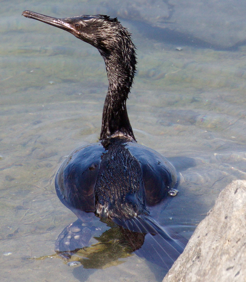 Pelagic Cormorant San Diego Bird Spot