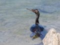 Pelagic Cormorant - Bolsa Chica Reserve, Bolsa Chica Walk bridge, Orange County, California, 8/22/2015