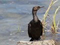 Pelagic Cormorant - Bolsa Chica Reserve, Bolsa Chica Walk bridge, Orange County, California, 8/22/2015