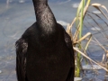 Pelagic Cormorant