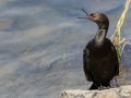 Pelagic Cormorant - Bolsa Chica Reserve, Bolsa Chica Walk bridge, Orange County, California, 8/22/2015