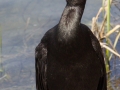 Pelagic Cormorant