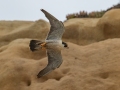 Peregrine Falcon