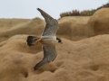 Peregrine Falcon - La Jolla Cove, San Diego, California