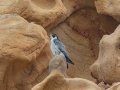 Peregrine Falcon - La Jolla Cove, San Diego, California