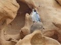 Peregrine Falcon - La Jolla Cove, San Diego, California