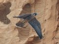 Peregrine Falcon - La Jolla Cove, San Diego, California