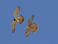 Peregrine Falcons - Adult teaching juvenile how to hunt, La Jolla Cove, San Diego, California
