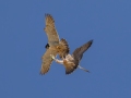 Peregrine Falcons - Adult transfers prey mid air.