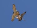 Peregrine Falcons - Adult transfers prey mid air. La Jolla Cove, San Diego, California