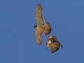 Peregrine Falcons - Juvenile catching prey from adult.