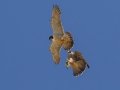 Peregrine Falcons - Juvenile catching prey from adult. La Jolla Cove, San Diego, California