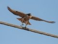 Peregrine Falcon - Ramona Grasslands, Ramona, California, Winter 2019