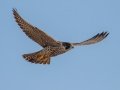 Peregrine Falcon - Ramona Grasslands, Ramona, California, Winter 2019