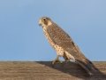 Peregrine Falcon - Ramona Grasslands, Ramona, California, Winter 2019