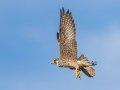 Peregrine Falcon - Ramona Grasslands, Ramona, California, Winter 2019