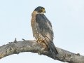 Peregrine Falcon - Ramona Grasslands, Ramona, California, Winter 2019