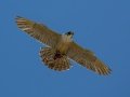 Peregrine Falcon - Ramona Grasslands, Ramona, California, Winter 2019