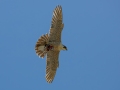 Peregrine Falcon