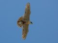 Peregrine Falcon - Ramona Grasslands, Ramona, California, Winter 2019