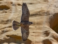 Peregrine Falcon