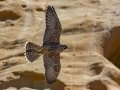 Peregrine Falcon - La Jolla Cove, San Diego, California