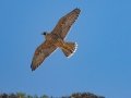 Peregrine Falcon - Ramona Grasslands, Ramona, California, Winter 2019