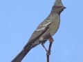 Phainopepla