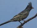 Phainopepla