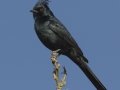 Phainopepla