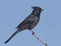 Phainopepla