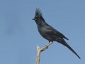 Phainopepla